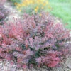 Sunjoy Mini Maroon® Barberry -Perennials Store Berberis Sunjoy Mini Maroon 3 P