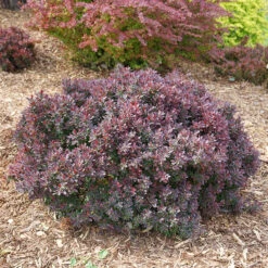 Sunjoy Mini Maroon® Barberry -Perennials Store Berberis Sunjoy Mini Maroon 4 P