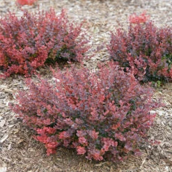 Sunjoy Mini Maroon® Barberry -Perennials Store Berberis Sunjoy Mini Maroon 5 P