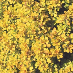 Sunjoy® Mini Saffron Barberry -Perennials Store Berberis Sunjoy Mini Saffron 1