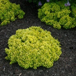 Sunjoy® Mini Saffron Barberry -Perennials Store Berberis Sunjoy Mini Saffron 3