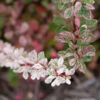 Sunjoy Sequins® Barberry 2 Sunjoy Sequins® Barberry -Perennials Store Berberis Sunjoy Sequins 1