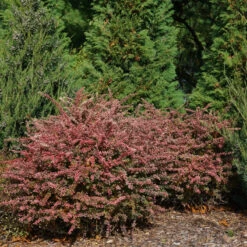 Sunjoy Sequins® Barberry 8 Sunjoy Sequins® Barberry -Perennials Store Berberis Sunjoy Sequins 3