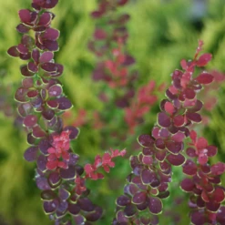 Sunjoy® Tangelo™ Barberry -Perennials Store BerberisSunjoyTangeloIMG 7911 800x800 55b5c5b