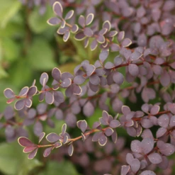 Sunjoy® Tangelo™ Barberry -Perennials Store BerberisSunjoyTangeloIMG 8161 800x800 4a26f60