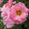 Blushing Drift® Rose -Perennials Store BlushingDrift