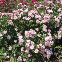 Blushing Drift® Rose -Perennials Store BlushingDrift 2