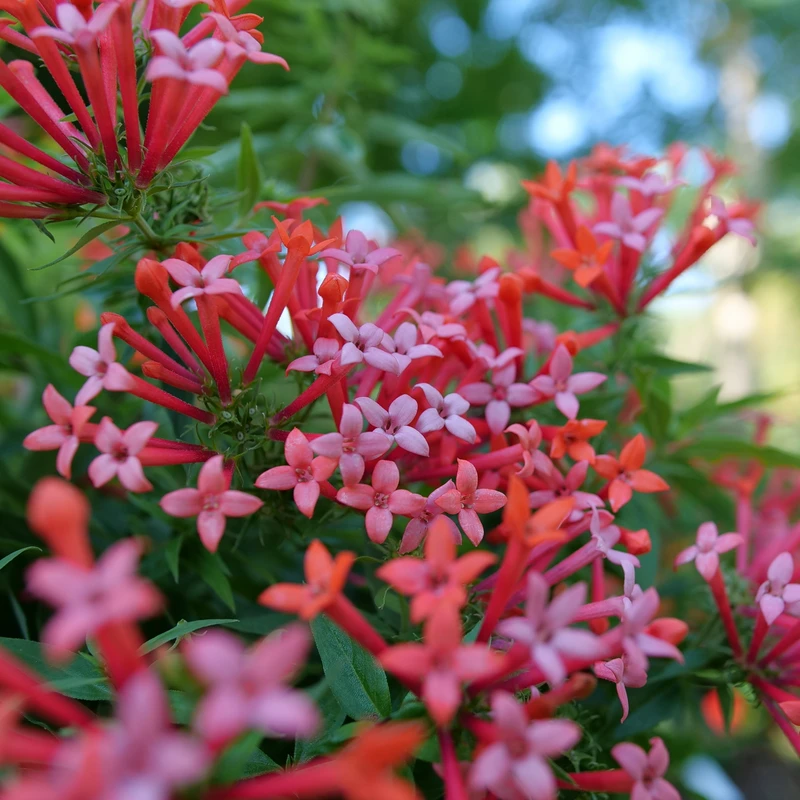 Estrellita Little Star™ Firecracker Bush 3 Estrellita Little Star™ Firecracker Bush