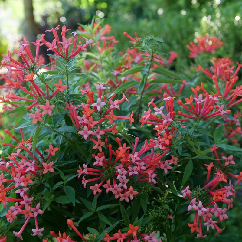 Estrellita Little Star™ Firecracker Bush 4 Estrellita Little Star™ Firecracker Bush - Image 2