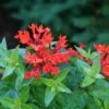 Estrellita™ Scarlet Firecracker Bush -Perennials Store Bouvardia Estrellita Scarlet P1228533 800 800 60