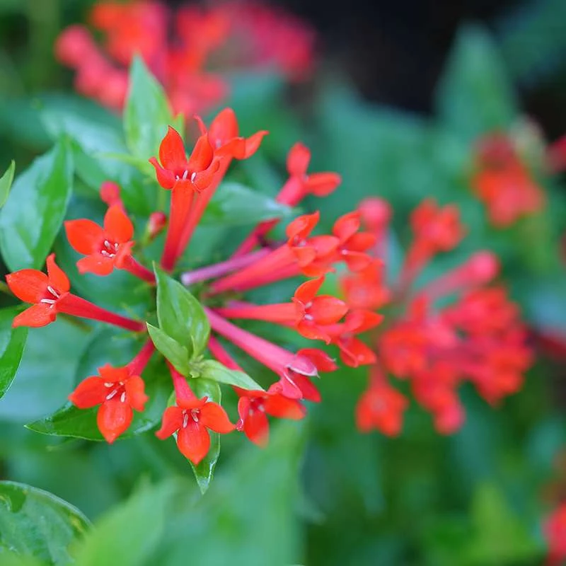 Estrellita™ Scarlet Firecracker Bush 5 Estrellita™ Scarlet Firecracker Bush - Image 3