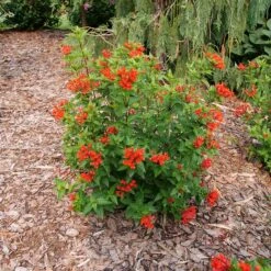 Estrellita™ Scarlet Firecracker Bush 10 Estrellita™ Scarlet Firecracker Bush -Perennials Store Bouvardia Estrellita Scarlet P1238155 800 800 60