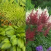 Brighten A Shady Spot Collection -Perennials Store Brighten My Shade Garden Collection L