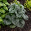 'Jack Of Diamonds' Siberian Bugloss -Perennials Store Brunnera Jack of Diamonds 1 P