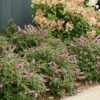 Lo & Behold® 'Pink Micro Chip' Butterfly Bush -Perennials Store Buddleia Lo Behold Pink Micro Chip 1 P