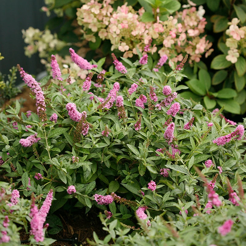 Lo & Behold® 'Pink Micro Chip' Butterfly Bush 5 Lo & Behold® 'Pink Micro Chip' Butterfly Bush - Image 3