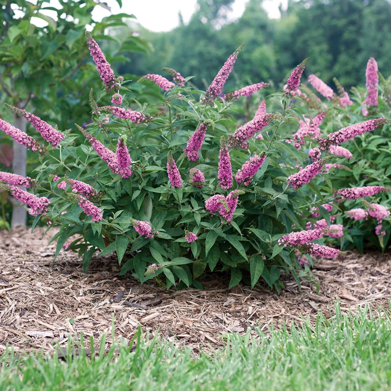 Lo & Behold® 'Pink Micro Chip' Butterfly Bush 6 Lo & Behold® 'Pink Micro Chip' Butterfly Bush - Image 4
