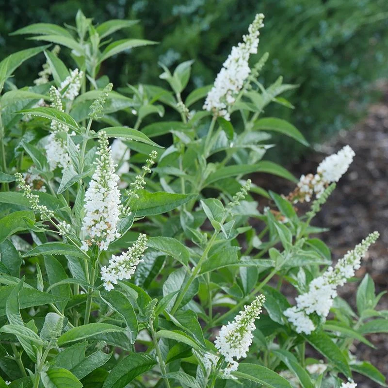 'Miss Pearl' Butterfly Bush 4 'Miss Pearl' Butterfly Bush - Image 2