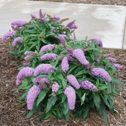 Pugster Amethyst® Butterfly Bush -Perennials Store Buddleia Pugster Amethyst 1 P