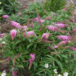 Pugster Pinker™ Butterfly Bush 12 Pugster Pinker™ Butterfly Bush -Perennials Store Buddleia Pugster Pink 1 P