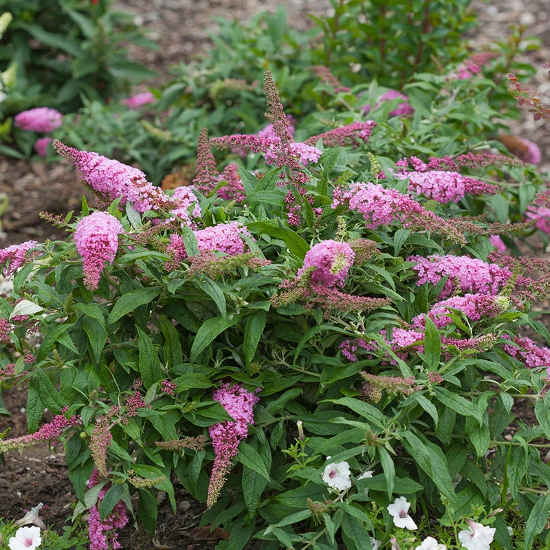 Pugster Pinker™ Butterfly Bush 6 Pugster Pinker™ Butterfly Bush - Image 4