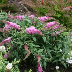 Pugster Pinker™ Butterfly Bush 11 Pugster Pinker™ Butterfly Bush -Perennials Store Buddleia Pugster Pink 3 P