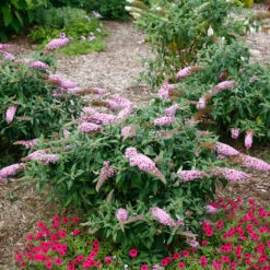 Pugster Pinker™ Butterfly Bush 13 Pugster Pinker™ Butterfly Bush -Perennials Store Buddleia Pugster Pink 5 P