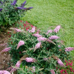 Pugster Pinker™ Butterfly Bush 14 Pugster Pinker™ Butterfly Bush -Perennials Store Buddleia Pugster Pink 6 P