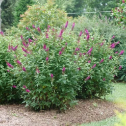 'Miss Molly' Butterfly Bush -Perennials Store BuddleiaMissMollyP1082695 800x800 505684e
