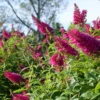 'Miss Molly' Butterfly Bush -Perennials Store BuddleiaMissMollyP1094402 1000x1000 de019f3