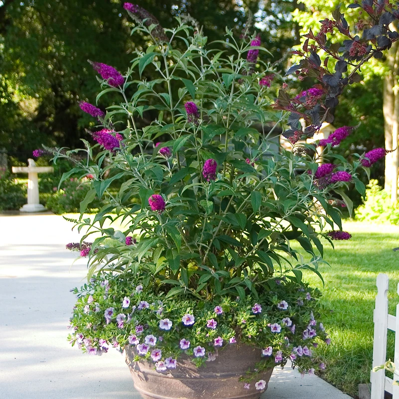 'Miss Ruby' Butterfly Bush 5 'Miss Ruby' Butterfly Bush - Image 3