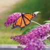 'Miss Ruby' Butterfly Bush -Perennials Store BuddleiaMissRubyIMG 7554 800x800 bcf9e99