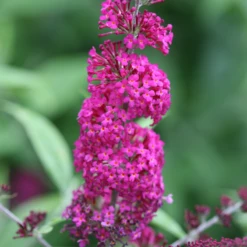 'Miss Ruby' Butterfly Bush 11 'Miss Ruby' Butterfly Bush -Perennials Store BuddleiaMissRubyIMG 7949 800x800 7754d1c