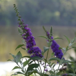 'Miss Violet' Butterfly Bush -Perennials Store BuddleiaMissVioletP2540397 800x800 c121c21
