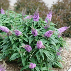 Pugster Amethyst® Butterfly Bush -Perennials Store BuddleiaPugsterAmethystDSC04579 800x800 c89e8f7