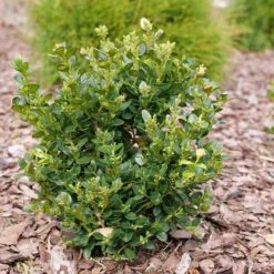 Neatball™ Boxwood -Perennials Store Buxus Neatball P1202484 800 800 60
