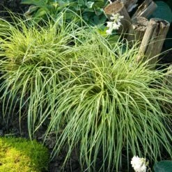 'Evergold' Sedge 10 'Evergold' Sedge -Perennials Store CAREV1Q 4