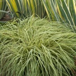 'Evergold' Sedge 11 'Evergold' Sedge -Perennials Store CAREV1Q 5