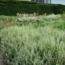Calamint -Perennials Store Calamintha nepeta lurie garden chicago