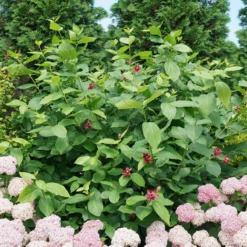 'Aphrodite' Sweetshrub 11 'Aphrodite' Sweetshrub -Perennials Store CalycanthusAphroditeDSC00826 800x800 8413a2a