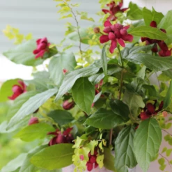 'Aphrodite' Sweetshrub 10 'Aphrodite' Sweetshrub -Perennials Store CalycanthusAphroditeIMG 7183 800x800 eae8727