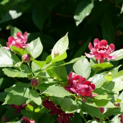 'Aphrodite' Sweetshrub 12 'Aphrodite' Sweetshrub -Perennials Store CalycanthusAphroditeP1071175 800x800 f746dfd