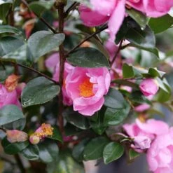 Just Chill⢠Double Mauve Camellia