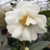 Just Chill™ Double White Camellia -Perennials Store Camellia Just Chill Double White IMG 8348 800 800 60