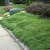 Pennsylvania Sedge -Perennials Store Carex pennsylvanica oak sedge 1