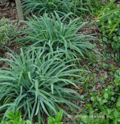 Bunny Blue® 'Hobb' Sedge