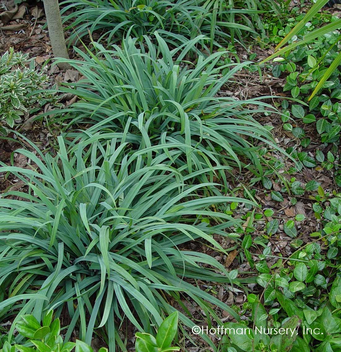 Bunny Blue® 'Hobb' Sedge 3 Bunny Blue® 'Hobb' Sedge