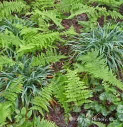 Bunny Blue® 'Hobb' Sedge 7 Bunny Blue® 'Hobb' Sedge -Perennials Store Carex Bunny Blue 03