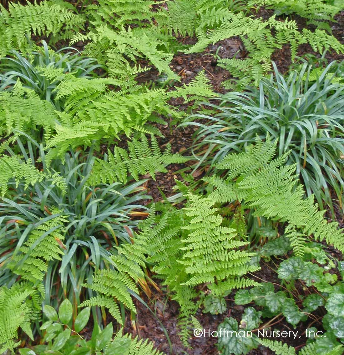 Bunny Blue® 'Hobb' Sedge 5 Bunny Blue® 'Hobb' Sedge - Image 3