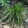 Eastern Star Sedge 2 Eastern Star Sedge -Perennials Store Carex Radiata 04